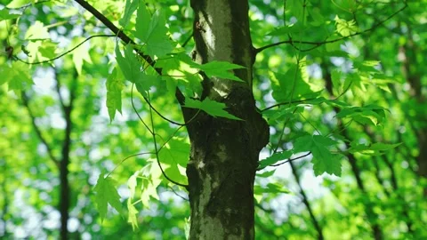 Close up of vibrant green maple leaves swaying gently in the summer breeze Video stock 341997766