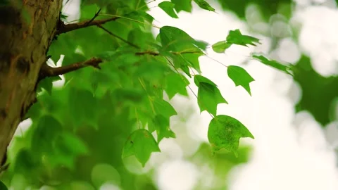 Close up of vibrant green maple leaves swaying gently in a summer forest breeze Stock Footage 342003571