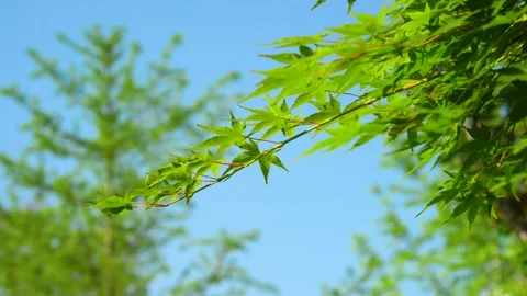 Close-Up vibrant green maple leaves swaying under clear blue summer sky Stock Footage 342217904