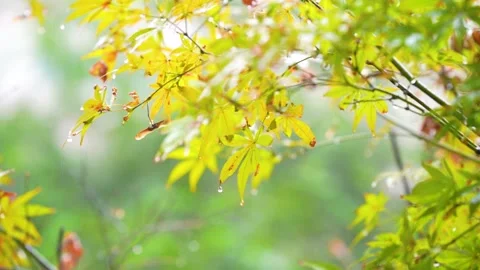 Close up of vibrant green maple leaves during a gentle spring rain shower Stock Footage 342219105