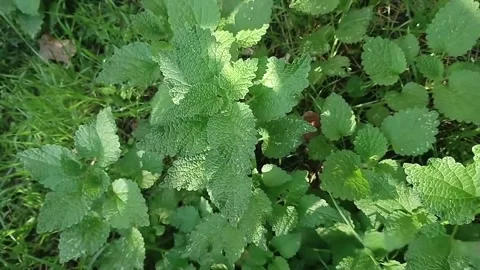Close-up of vibrant green mint leaves in sunlight Stock Footage 346688172