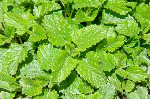 Close up of vibrant green mint or lemon balm foliage. Healthy aromatic herb.. Stock Photos