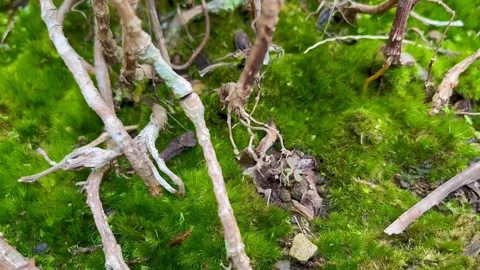 Close-Up of Vibrant Green Moss Bed with Tiny Plant Stems and Roots Stock Footage 340260000