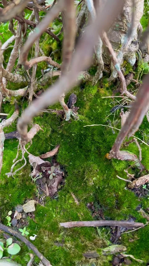 Close-Up of Vibrant Green Moss Bed with Tiny Plant Stems and Roots Stock Footage 340260024