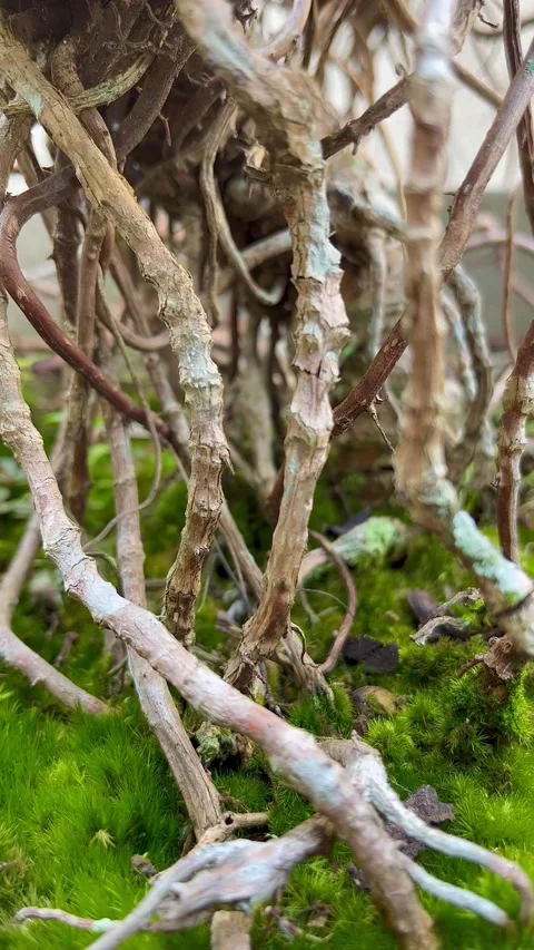 Close-Up of Vibrant Green Moss Bed with Tiny Plant Stems and Roots Stock Footage 340260049