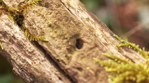 Close-up of vibrant green moss on a decaying log in a forest. Stock Footage 288830798