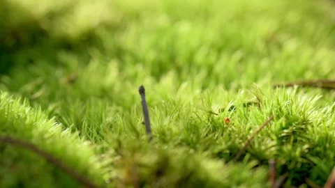 Close-up of vibrant green moss in a forest, bathed in warm sunlight, showcasing Stock Footage 278516723