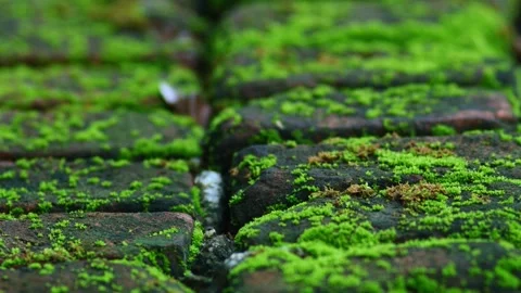 Close-up of vibrant green moss growing on weathered terracotta roof tiles, Stock Footage 346475233