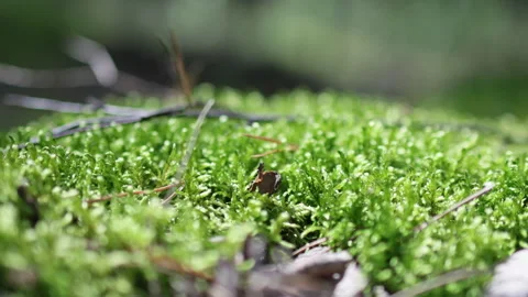 Close up of vibrant green moss in a pine forest. Video stock 315465495