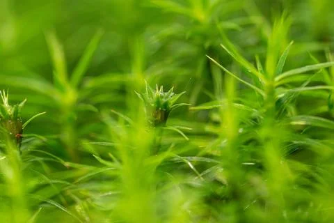 Close-up of vibrant green moss with sharp spiky leaves. Stock Photos