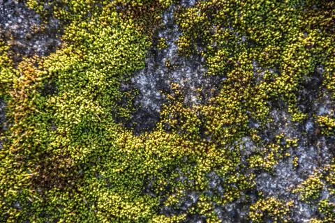 Close-up of vibrant green moss spreading across a gray rock Stock Photos