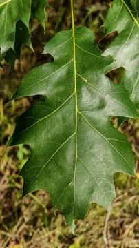 Close-up of a vibrant green oak leaf with intricate vein patterns Stock Photos