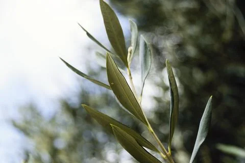 Close-up of vibrant green olive tree leaves on a branch with soft natural b.. Stock Photos