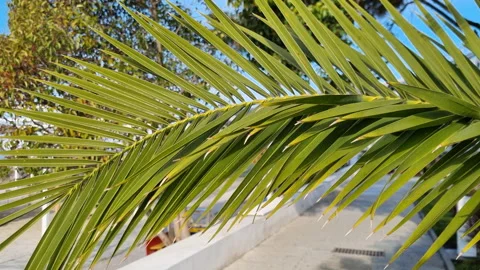 Close-up of a vibrant green palm tree leaf gently swaying in the breeze.  Stock Footage 327193692