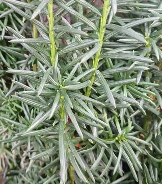 Close-up of vibrant green pine needle foliage with detailed texture Stock Photos