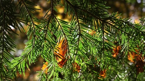 Close-up of vibrant green pine needles in a forest. Stock Footage 253903901