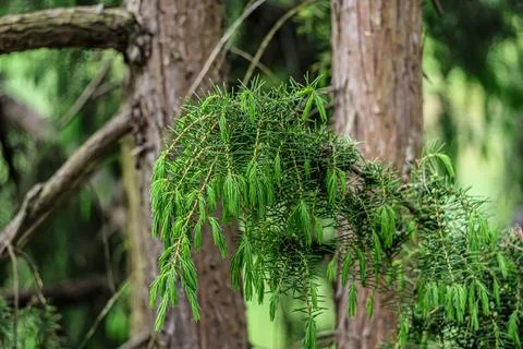 Close-up of vibrant green pine needles hanging from a coniferous tree branch Stock Photos