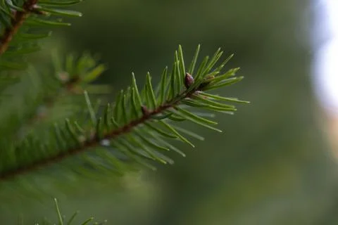 A close up of vibrant green pine needles on a branch against a soft blurred Stock Photos