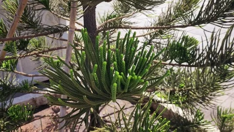 Close Up of Vibrant Green Pine Tree Branch Stock Footage 293229846