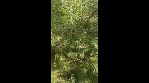 A close-up of vibrant green pine tree needles glistening in sunlight. This image Video stock 334735941