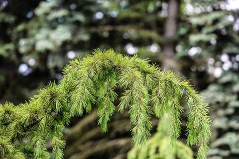 Close-up of a vibrant green pine tree branch with delicate needles in soft .. Stock Photos