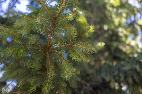 A close up of vibrant green pine tree needles on a brown branch in a sunlit Stock Photos