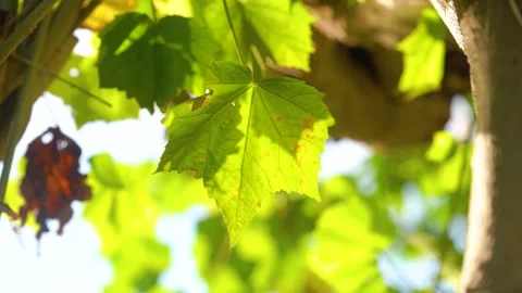 Close up of vibrant green plane tree leaves swaying gently in summer breeze Stock Footage 341960025