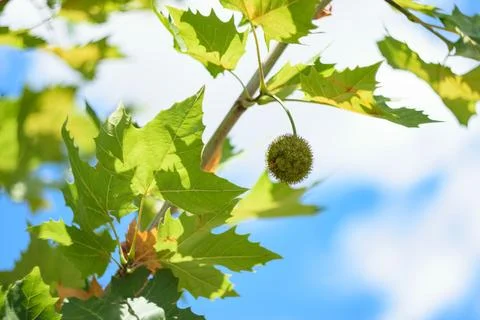 Close-up of vibrant green plane tree leaves and hanging seed ball against b.. Stock Photos