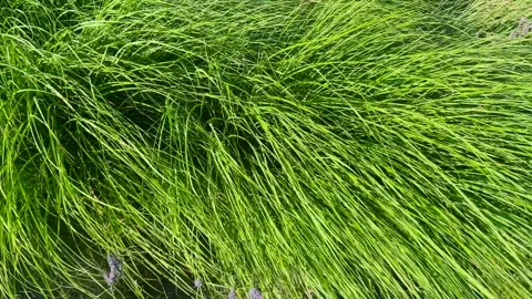 	Close-up of vibrant green prairie dropseed grass swaying in the gentle wind.  Stock Footage 339689682