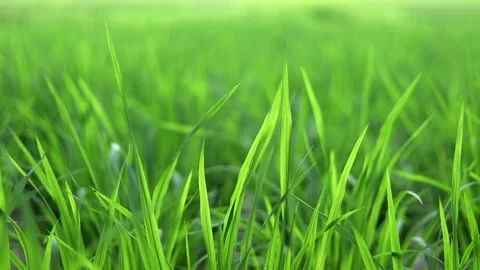 Close-up of vibrant green rice plants in a lush paddy field 스톡 동영상 339760419