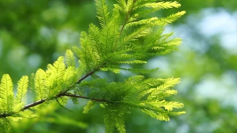 Close-Up vibrant green sequoia leaves swaying gently in bright natural sunlight Stock Footage 342028088