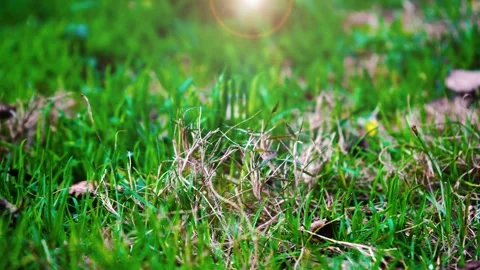Close up of vibrant green spring grass swaying gently in soft natural sunlight Video stock 342000168