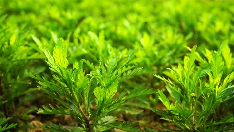 Close up of vibrant green spring plants growing in a sunny garden field 스톡 동영상 342223219