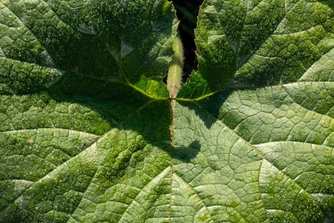 Close-up of vibrant green squash leaf covered in tiny morning dew drops 库存照片