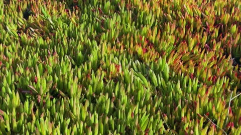 Close-Up of Vibrant Green Succulents Stock Footage 302923948