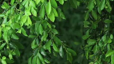 Close up of vibrant green tree leaves swaying during a heavy rain shower Video stock 342216898