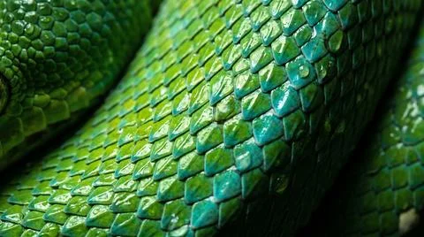 Close up vibrant green tree python scales on snake skin with detailed texture Stock Photos