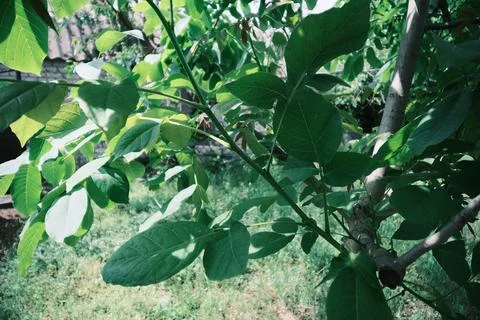 Close-up of vibrant green walnut tree leaves illuminated by bright summer s.. Stock Photos