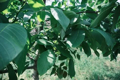 Close-up of vibrant green walnut tree leaves illuminated by bright summer s.. Stock Photos