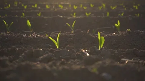 Close up of vibrant green young corn plants, seedlings on dark brown fertile Stock Footage 195450107