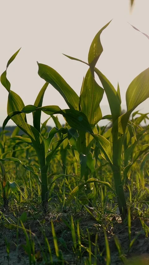 A Close-up of Vibrant Green Young Corn Plants. Corn field, warm spring day, Stock Footage 313729861