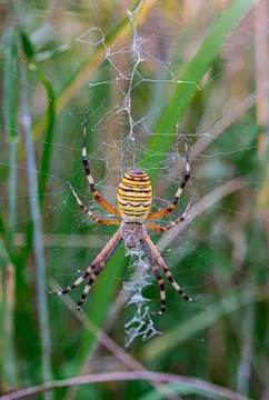 Close-up of vibrant jumping spider on web, black and yellow stripes, slightly Stock Photos