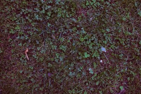 Close-up of a vibrant meadow, presenting a dynamic, natural canvas for desi.. Foto stock
