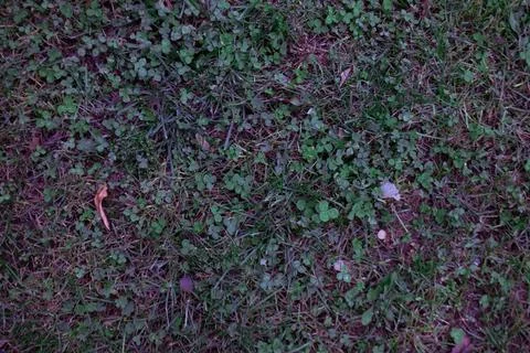 Close-up of a vibrant meadow, presenting a dynamic, natural canvas for desi.. 写真素材