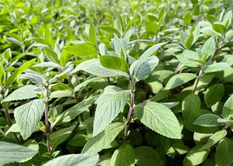 Close-up of a vibrant mint plant in a garden Fotos de archivo