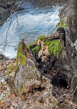 Close Up of Vibrant Mossy Tree Stump with Blurred Waterfall Stock Photos