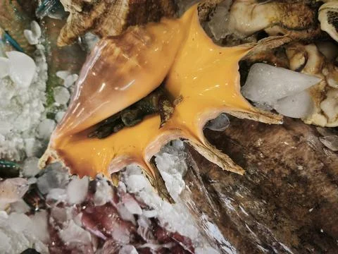 Close up of a vibrant Murex brandaris shell with a warm orange-yellow hue, in Stock Photos