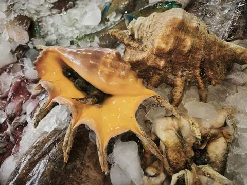 Close up of a vibrant Murex brandaris shell with a warm orange-yellow hue, in Stock Photos