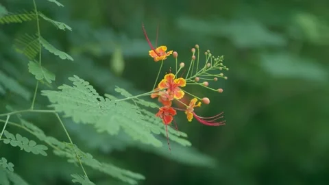 Close up of vibrant orange and yellow peacock flowers blooming on a green tree 動画素材 342012777
