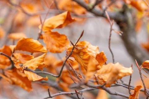 Close-up of vibrant orange beech leaves clinging to branches in autumn Stock Photos